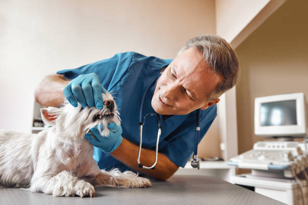 Marshall, MO Emergency Dentist Pros